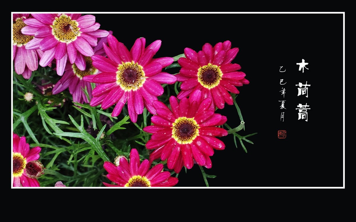 鲜艳漂亮的木茼蒿