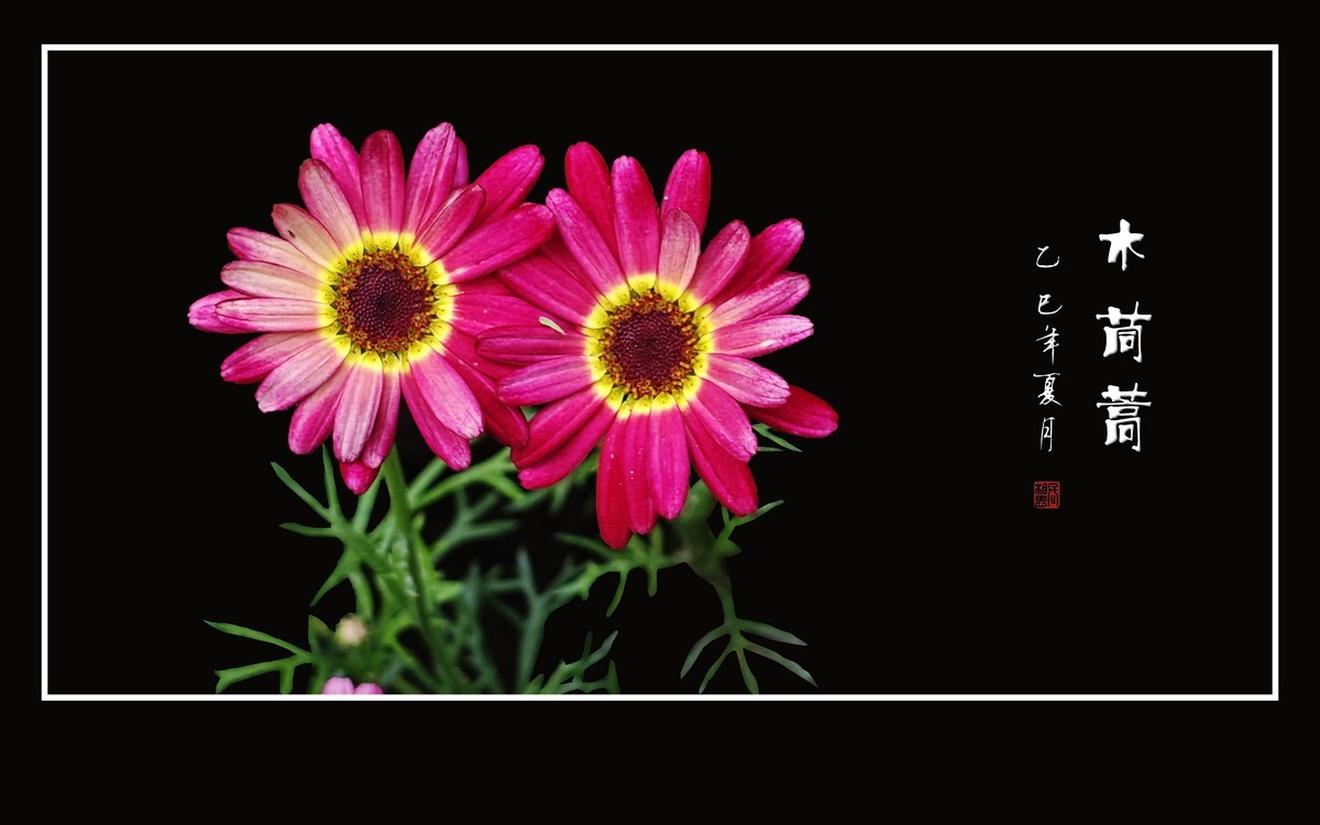 鲜艳漂亮的木茼蒿