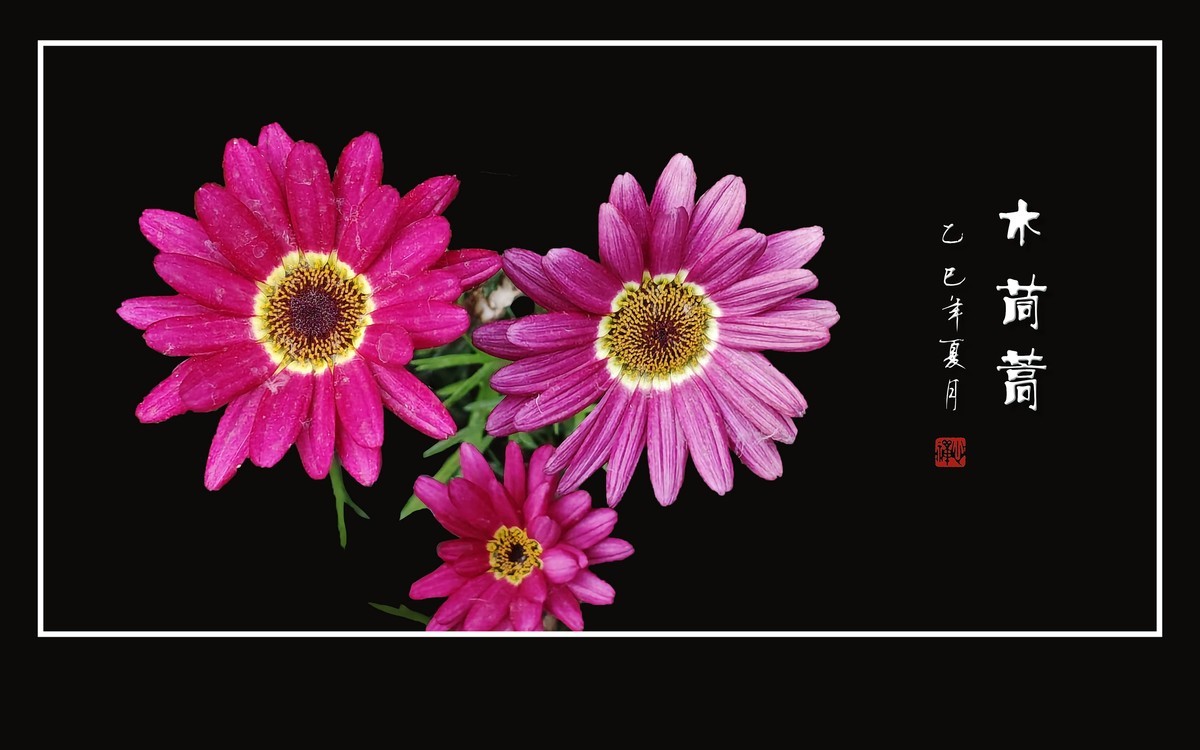 鲜艳漂亮的木茼蒿