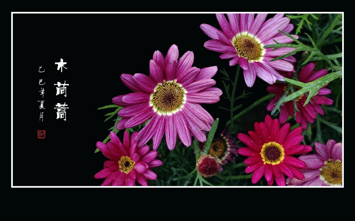 鲜艳漂亮的木茼蒿