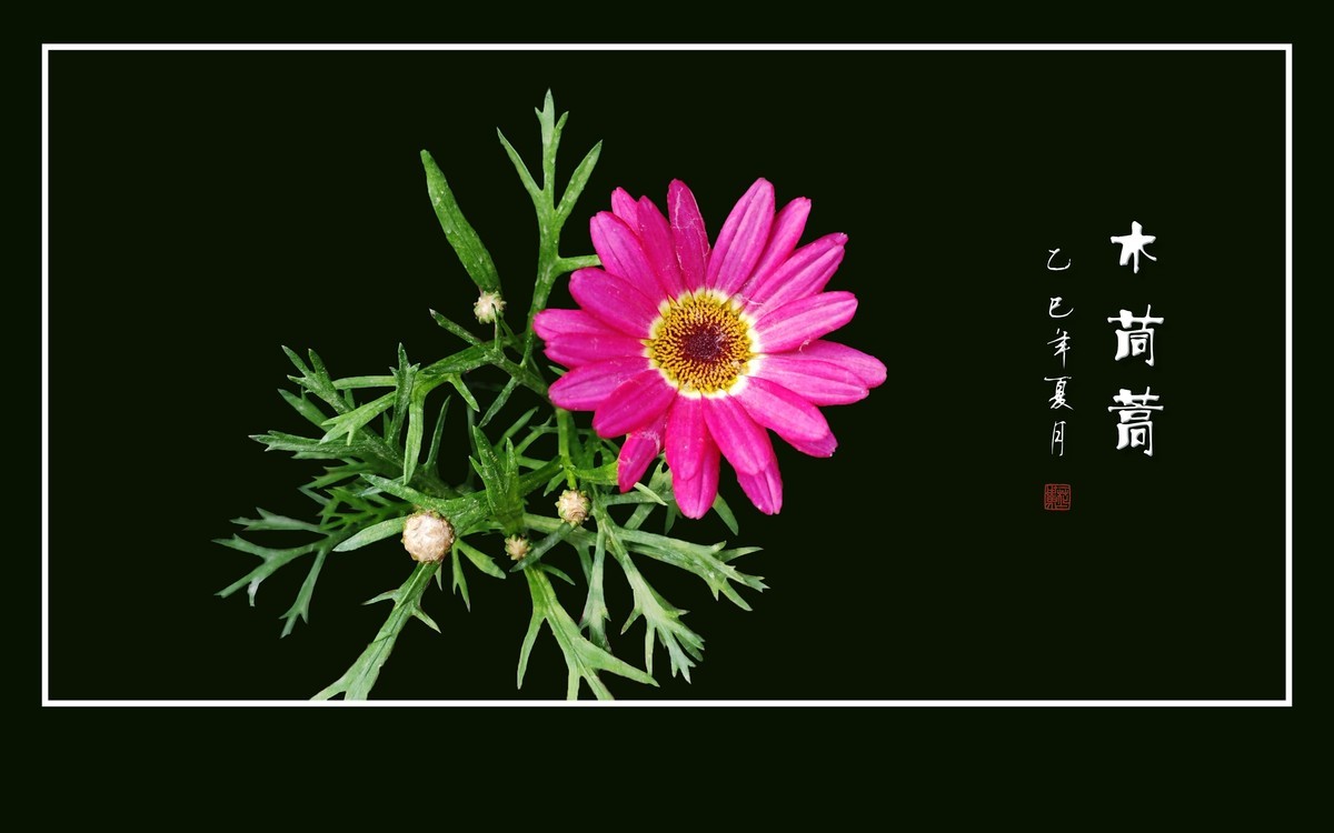 鲜艳漂亮的木茼蒿