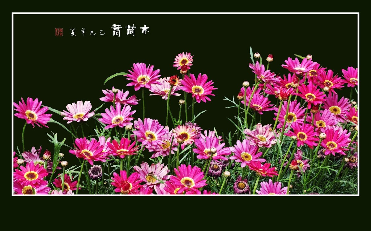 鲜艳漂亮的木茼蒿