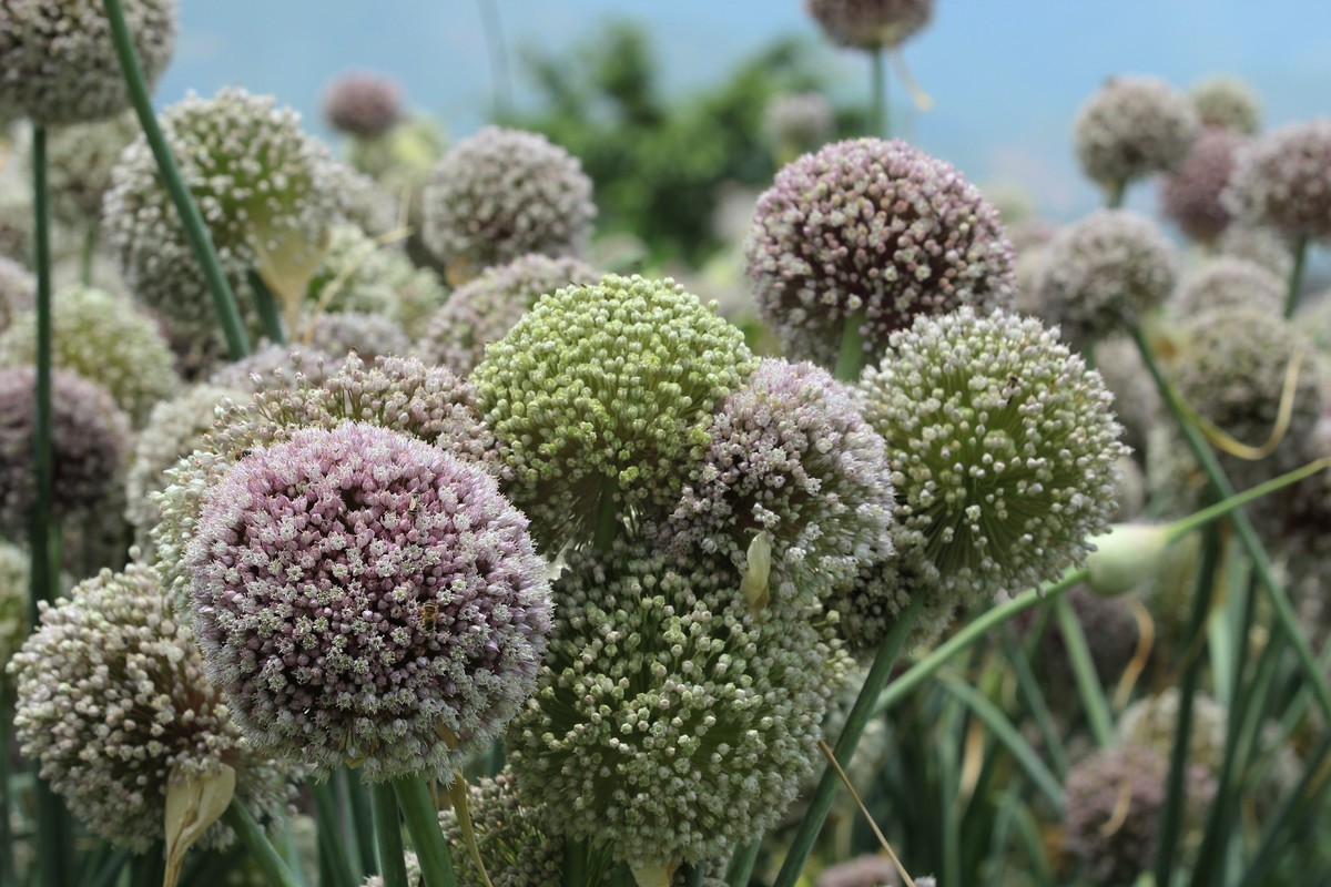 拍摄花卉一（638）