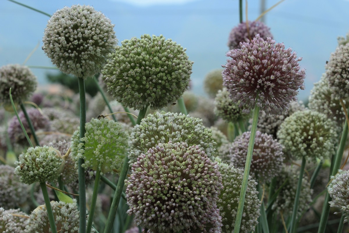 拍摄花卉一（638）