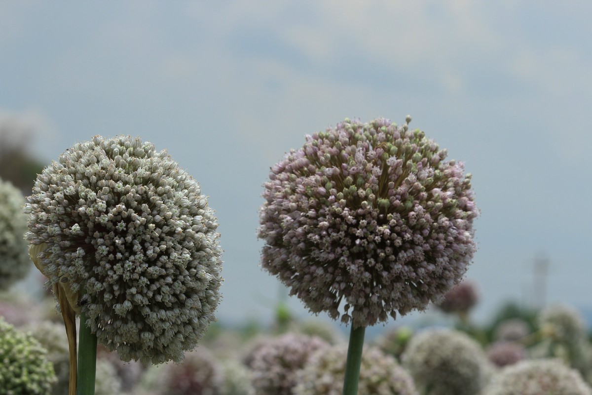 拍摄花卉一（638）