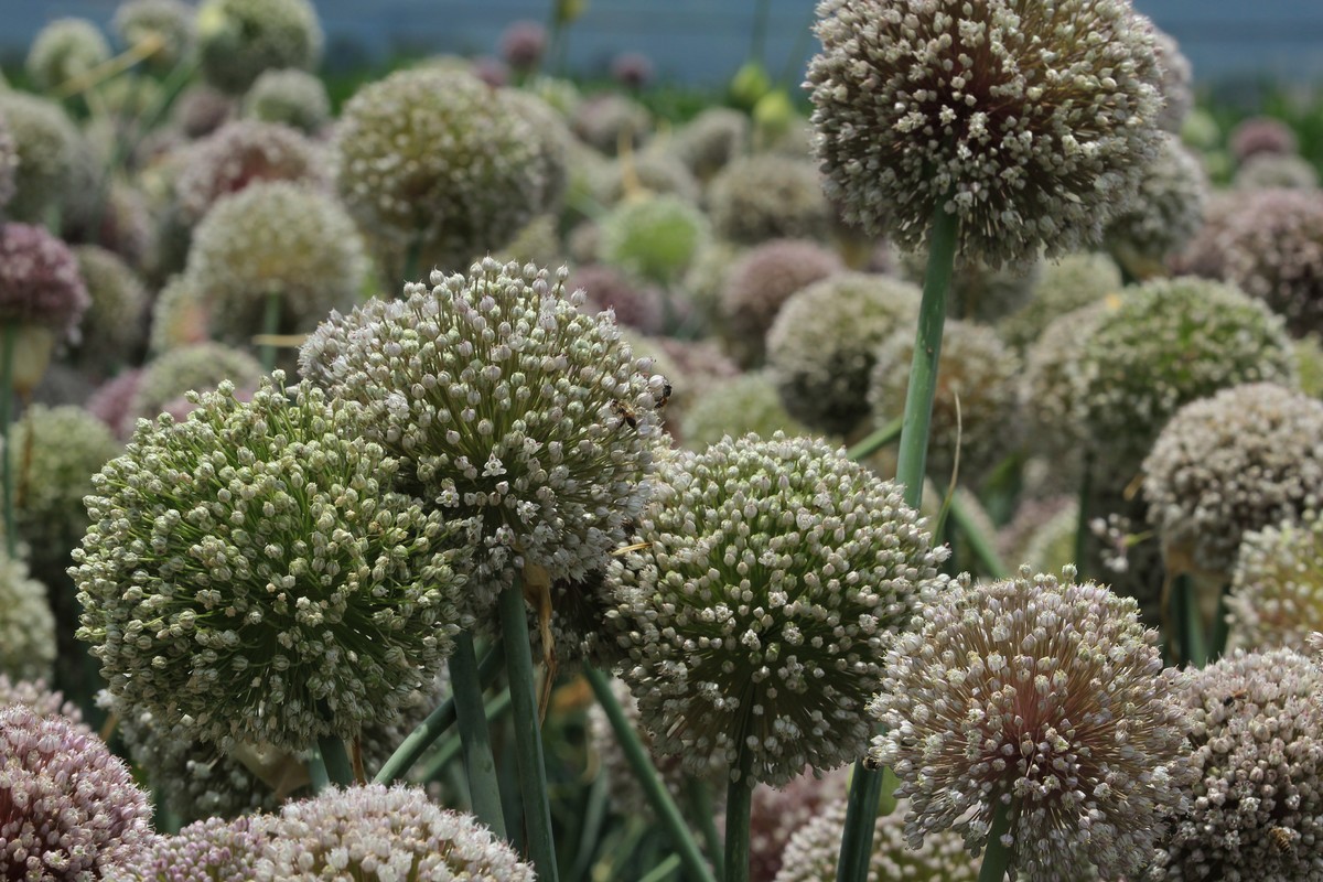 拍摄花卉一（638）