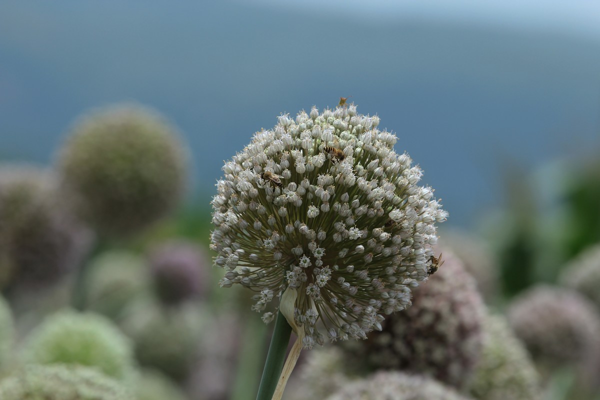 拍摄花卉一（638）