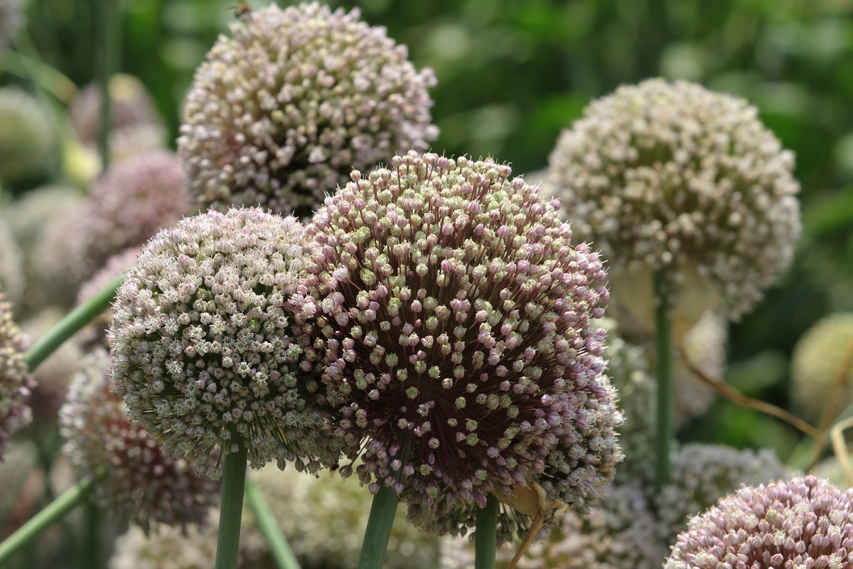 拍摄花卉一（638）