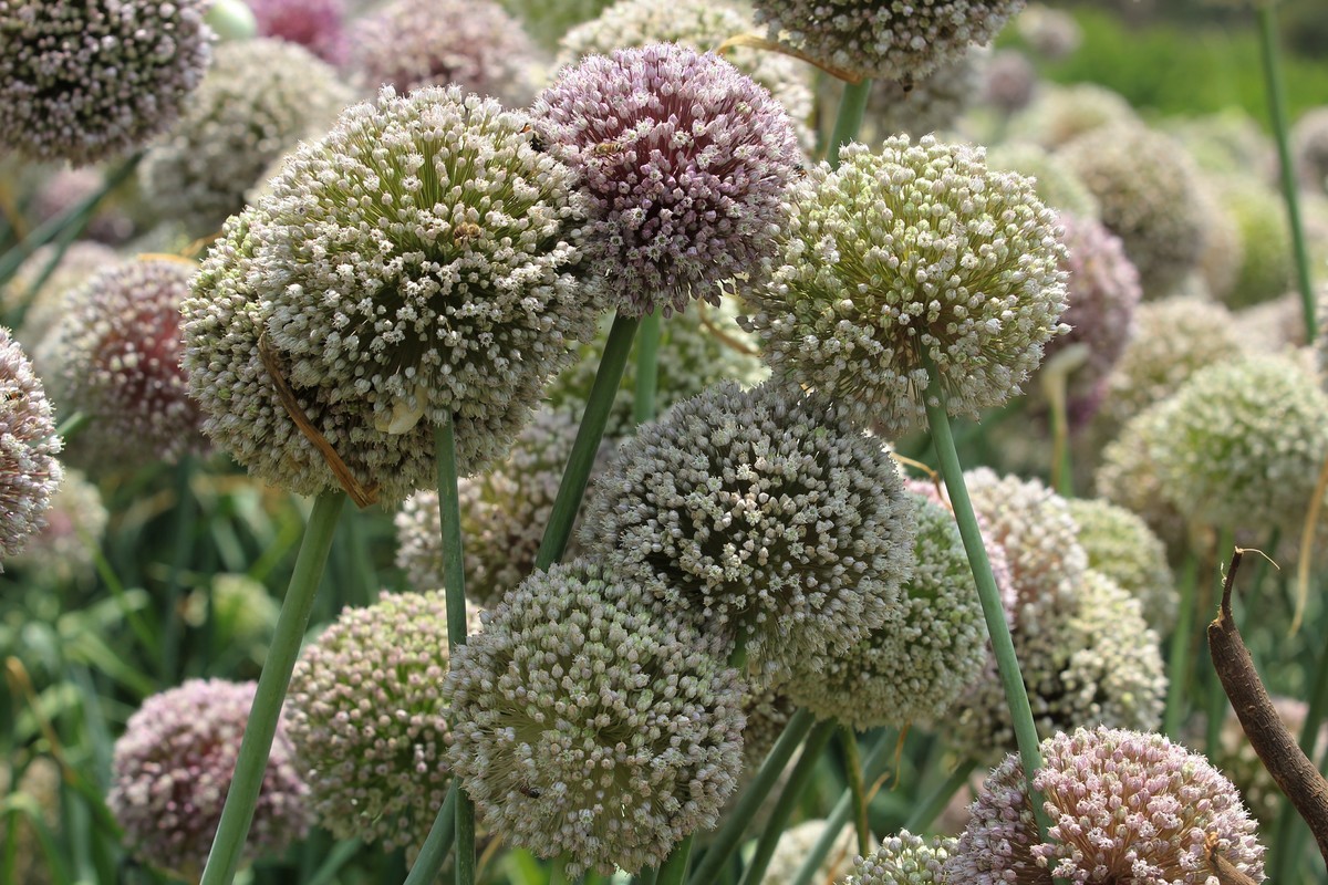 拍摄花卉一（638）