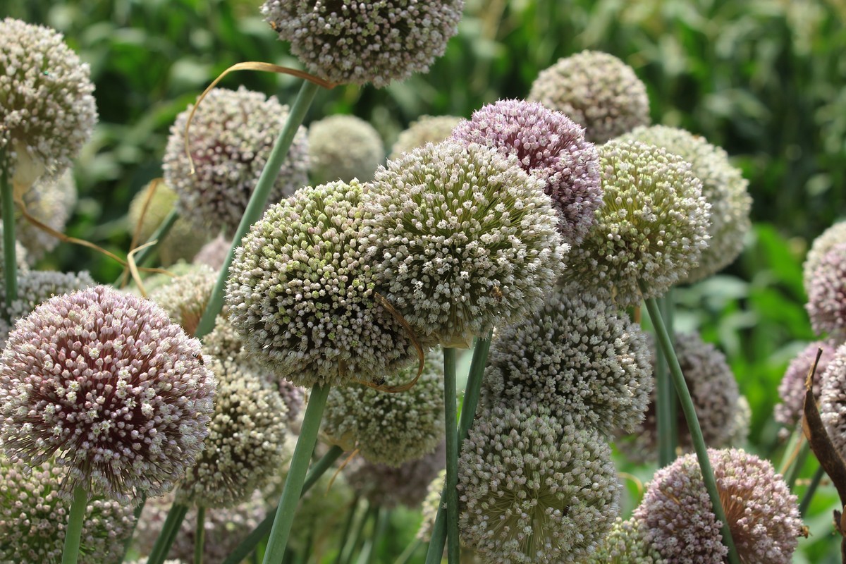 拍摄花卉一（638）