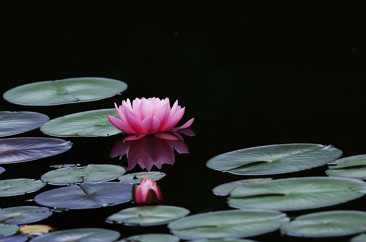 睡莲 (2)