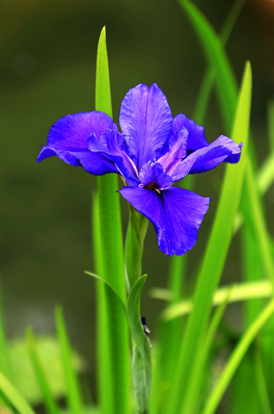 鸢尾花