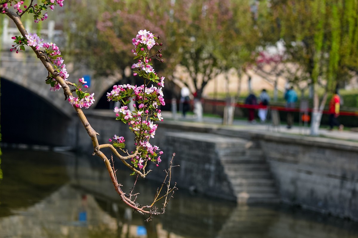 海棠花溪2022图片