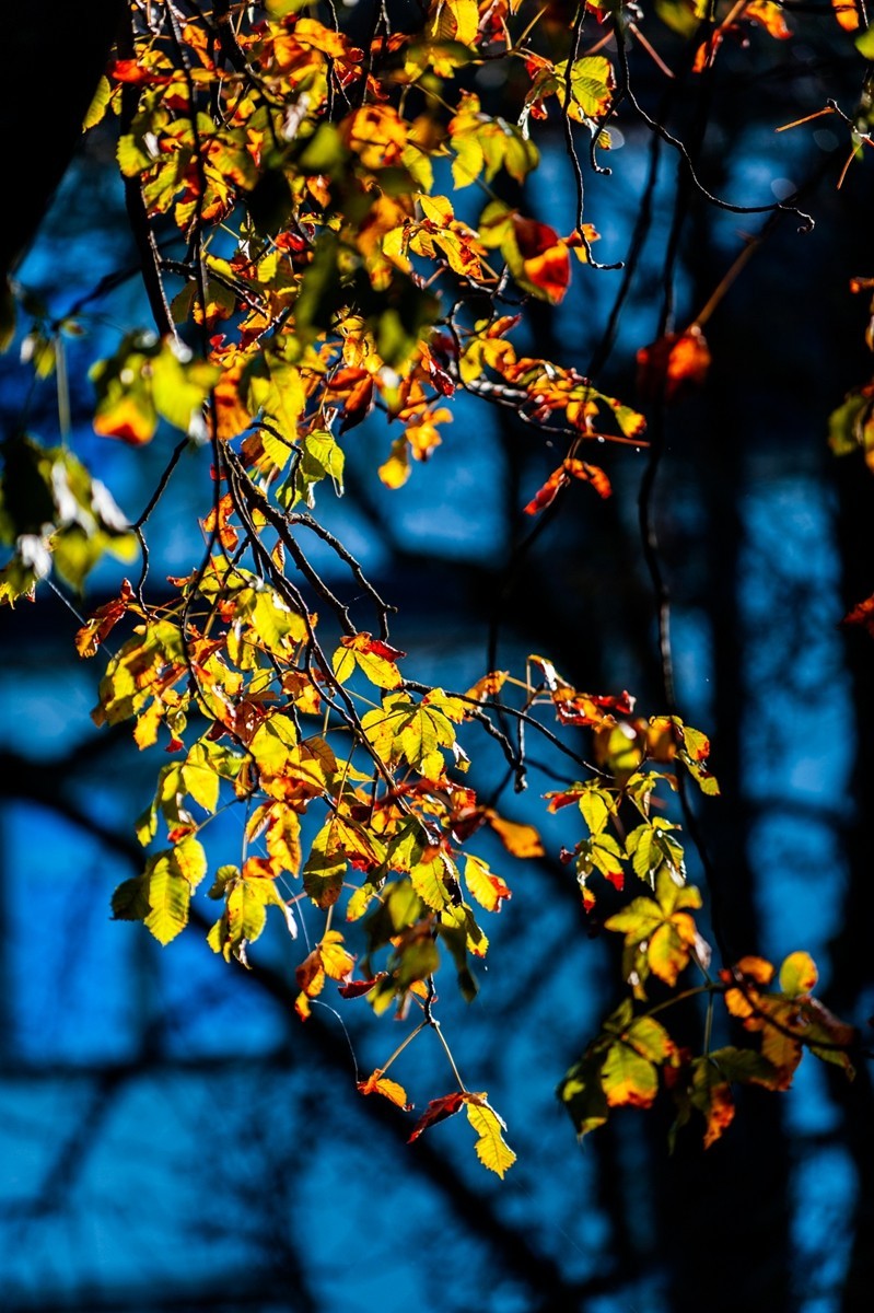 携“秋叶”片片拜会星空(中国)师友，祝健康安好！！！