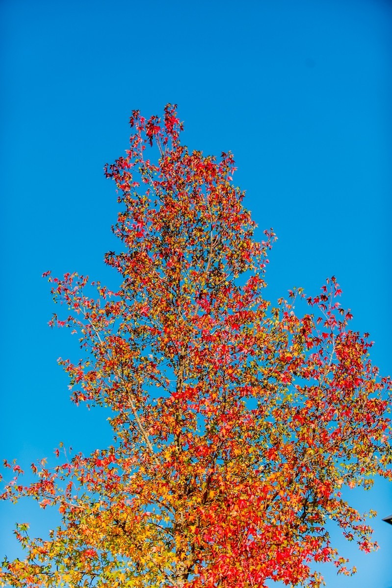 携“秋叶”片片拜会星空(中国)师友，祝健康安好！！！