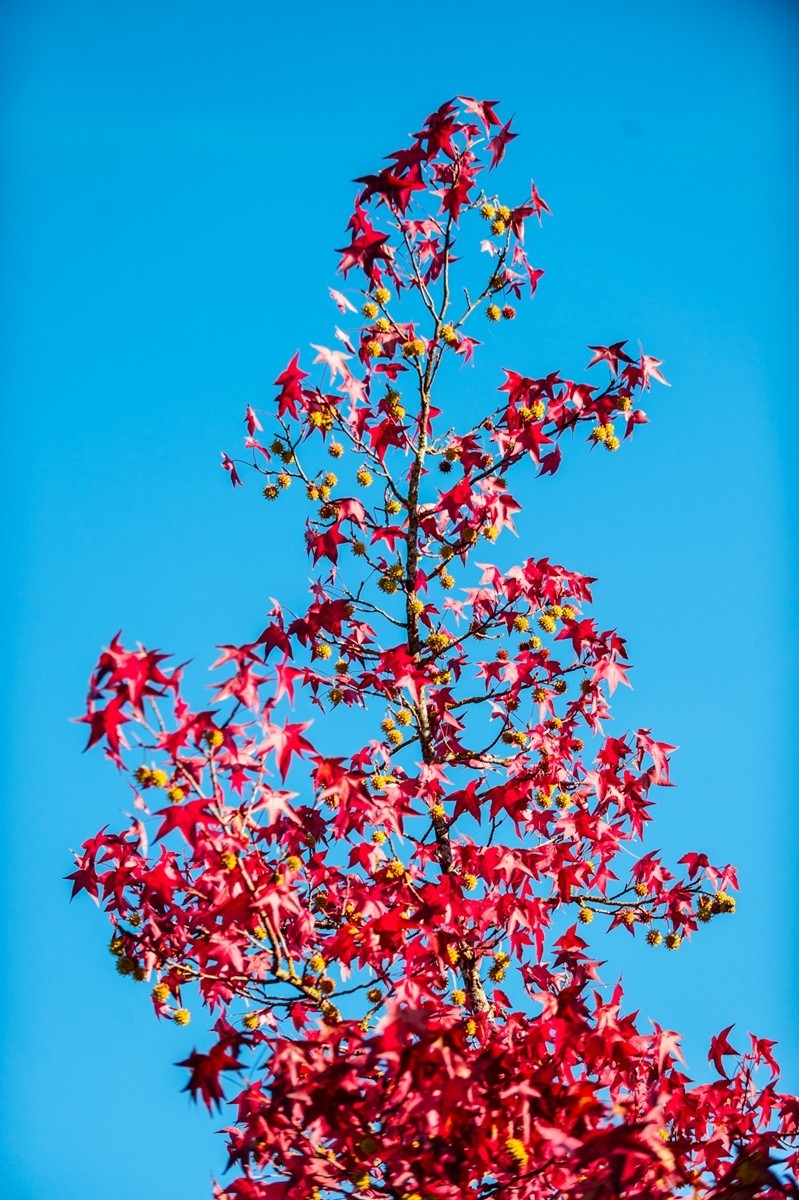 携“秋叶”片片拜会星空(中国)师友，祝健康安好！！！