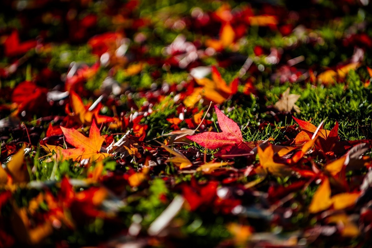 携“秋叶”片片拜会星空(中国)师友，祝健康安好！！！