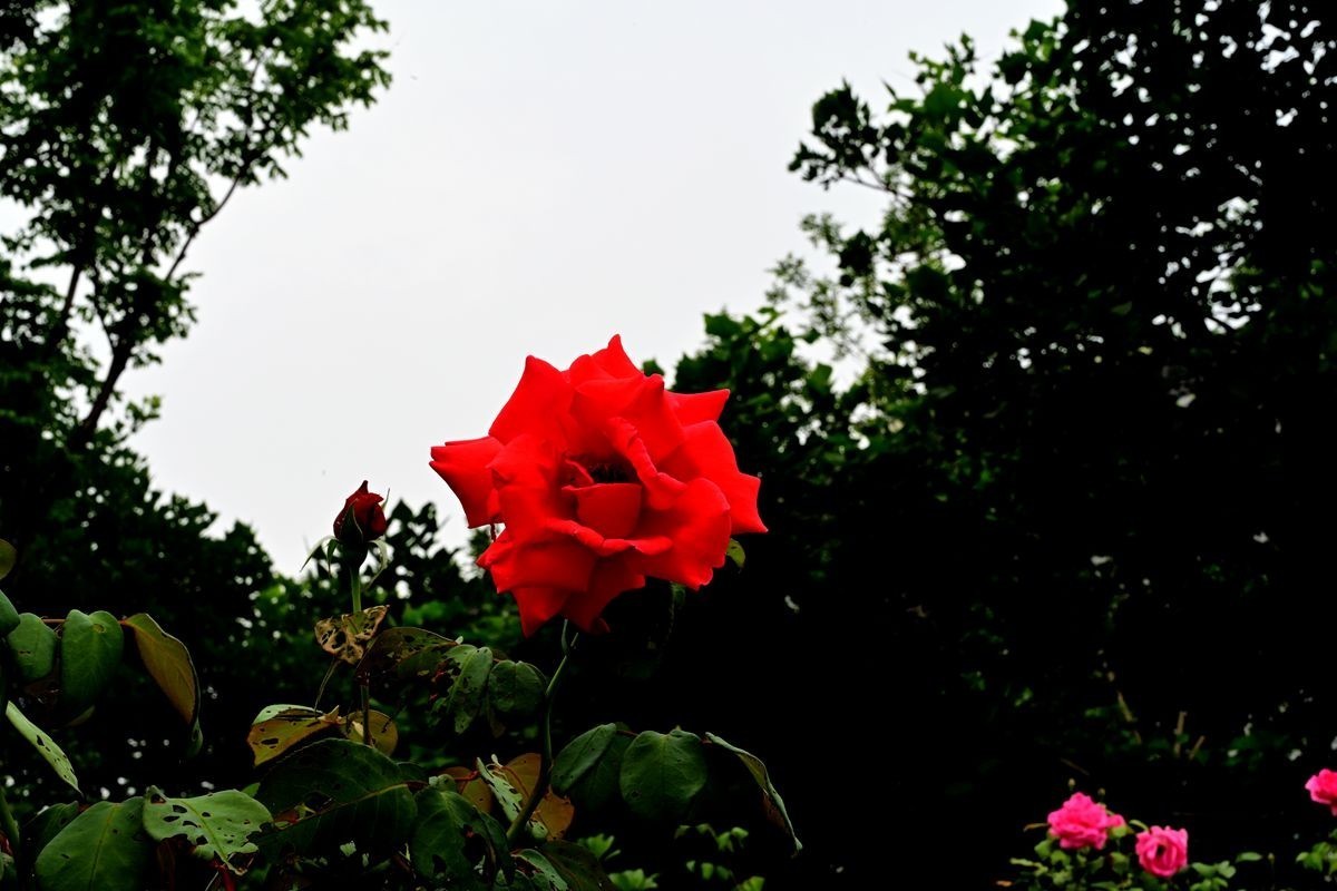 [ 成 都 易 园 ] { 43 }