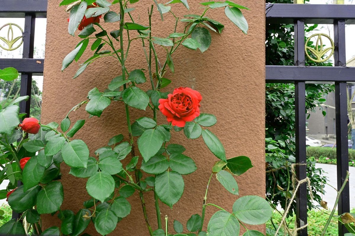 [ 成 都 易 园 ] { 43 }