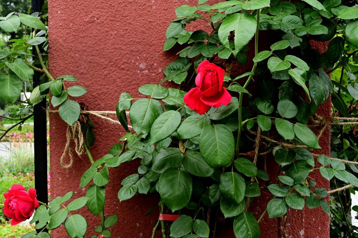 [ 成 都 易 园 ] { 43 }