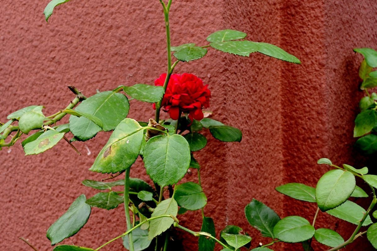 [ 成 都 易 园 ] { 44 }