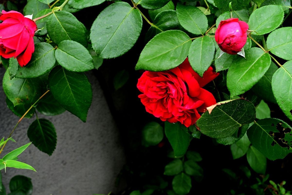 [ 成 都 易 园 ] { 44 }