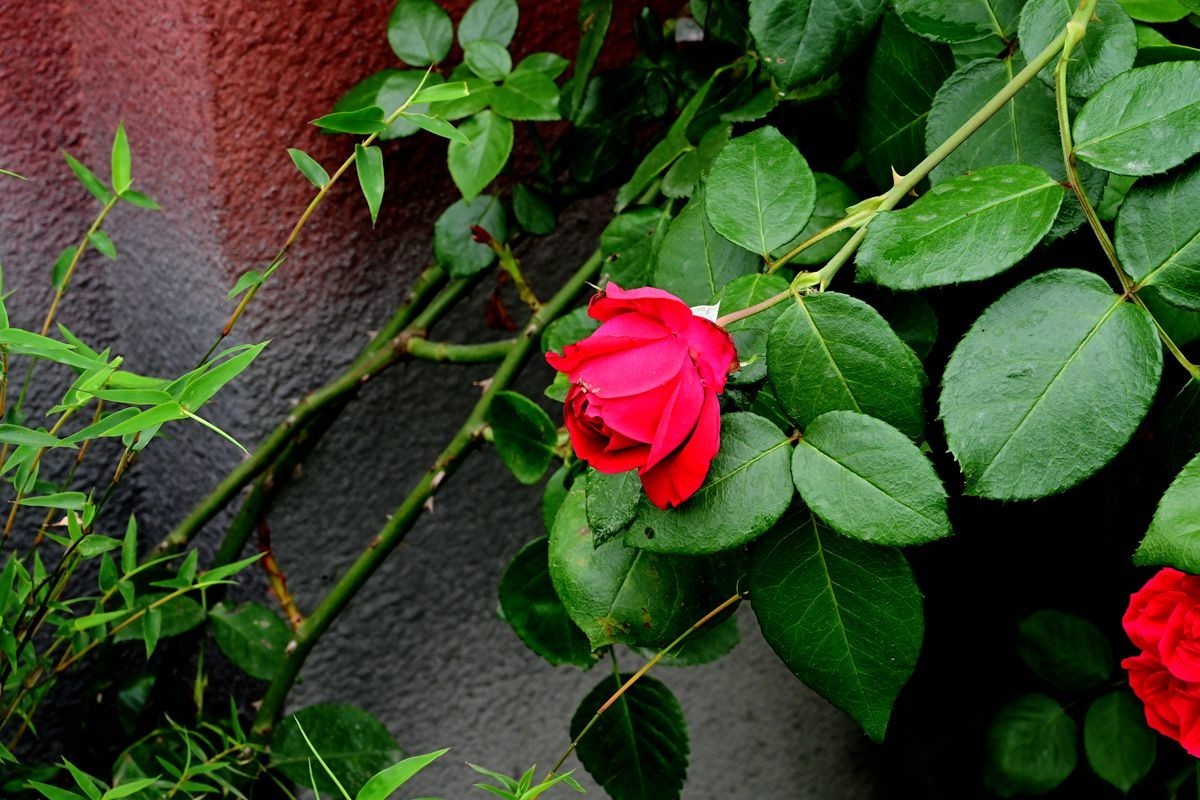 [ 成 都 易 园 ] { 44 }