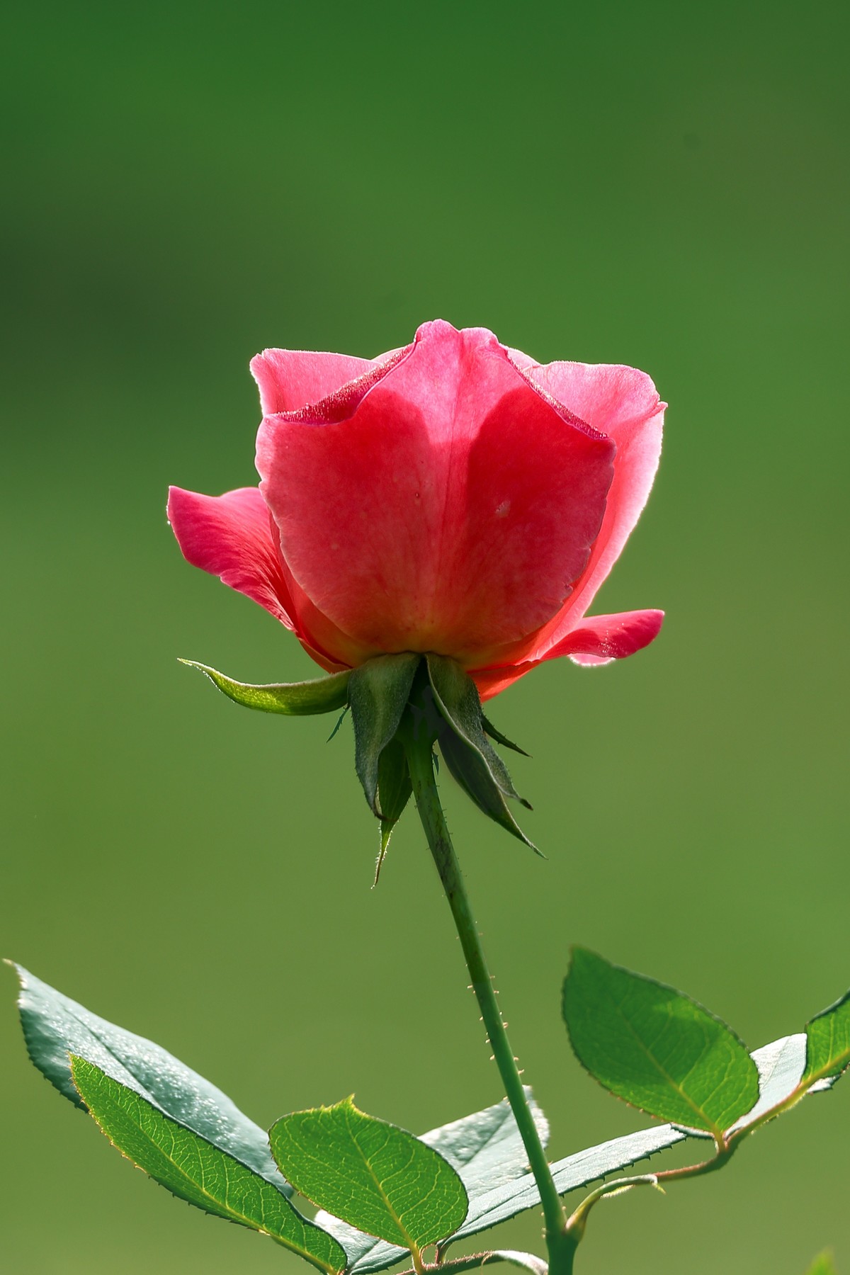 春花