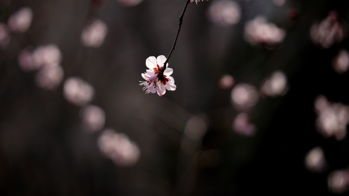 滴翠庭前拍桃花