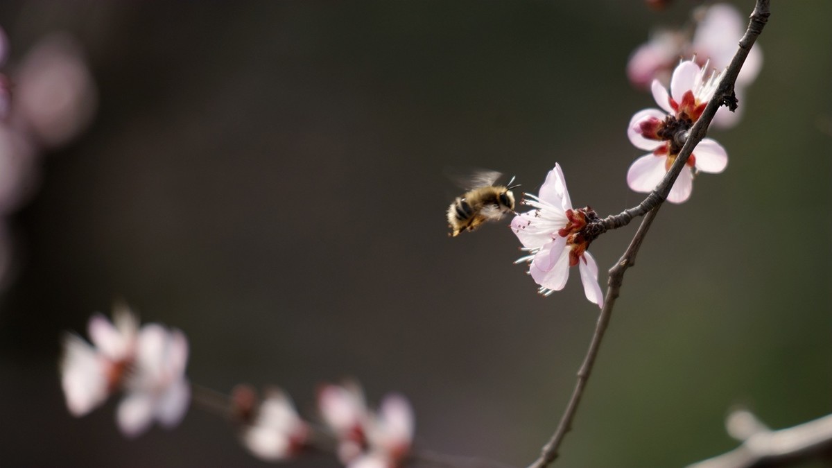 滴翠庭前拍桃花