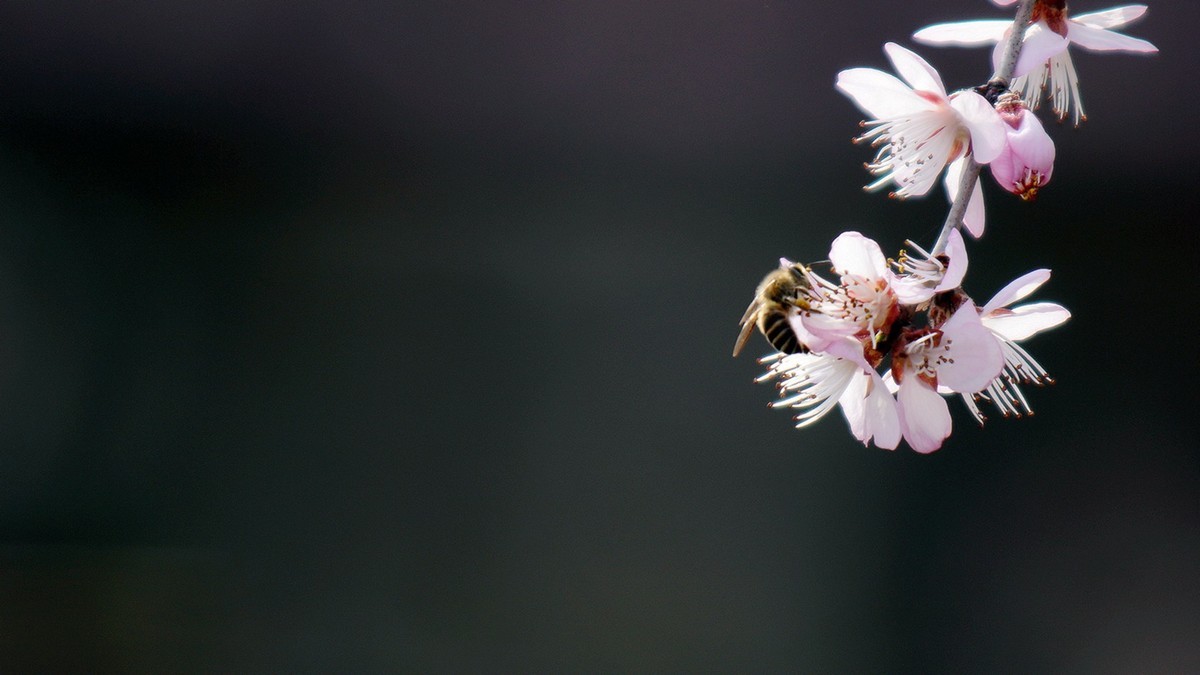 滴翠庭前拍桃花