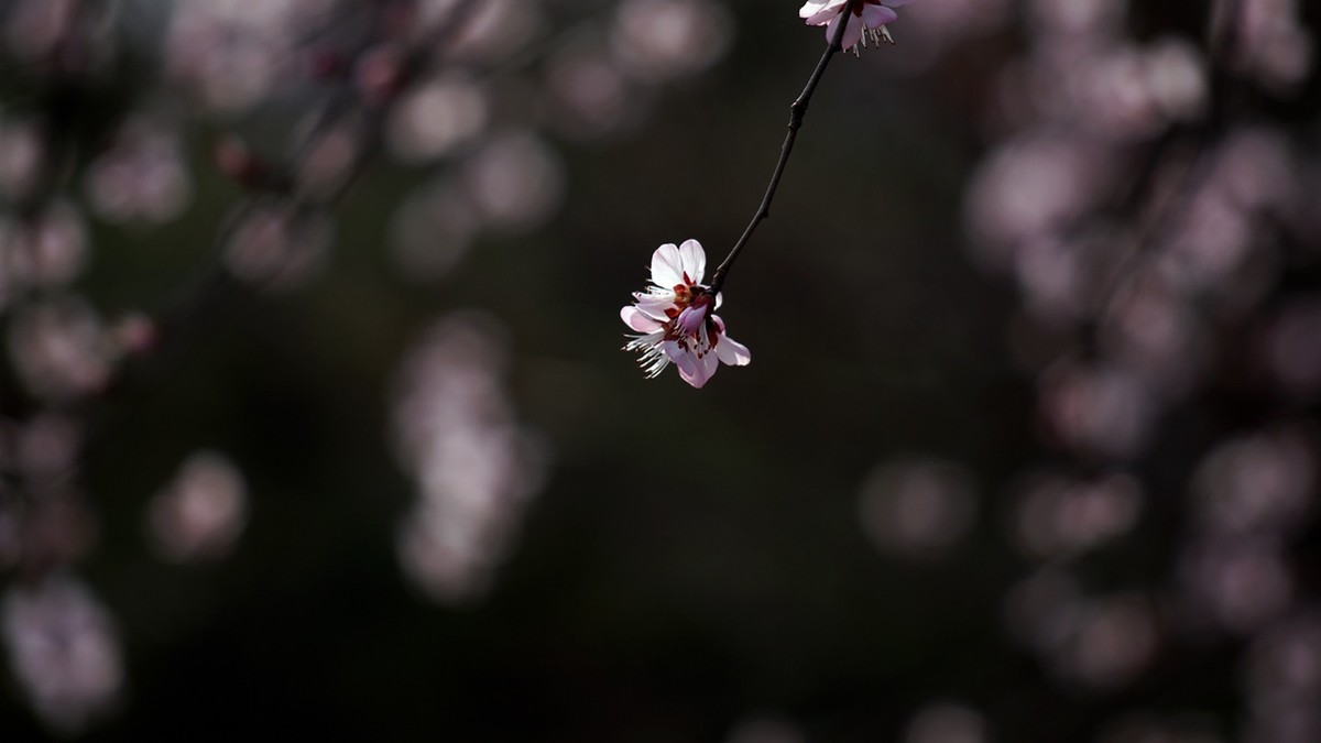 滴翠庭前拍桃花