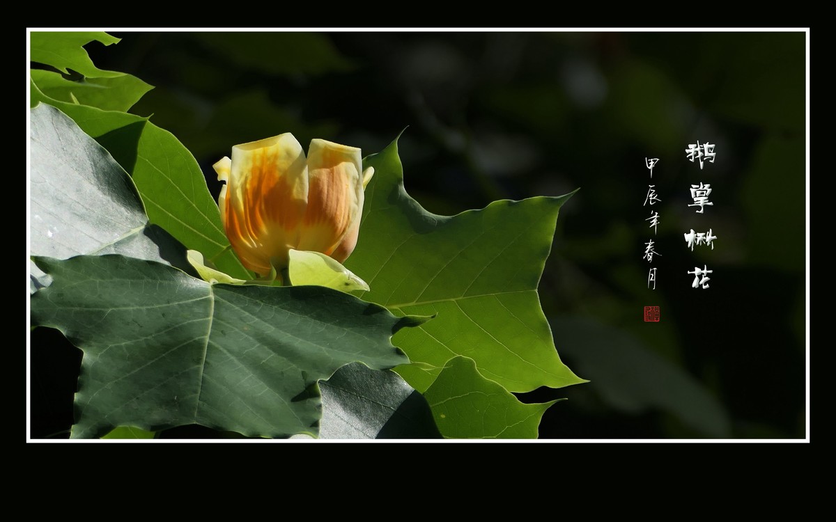 树上盛开郁金香