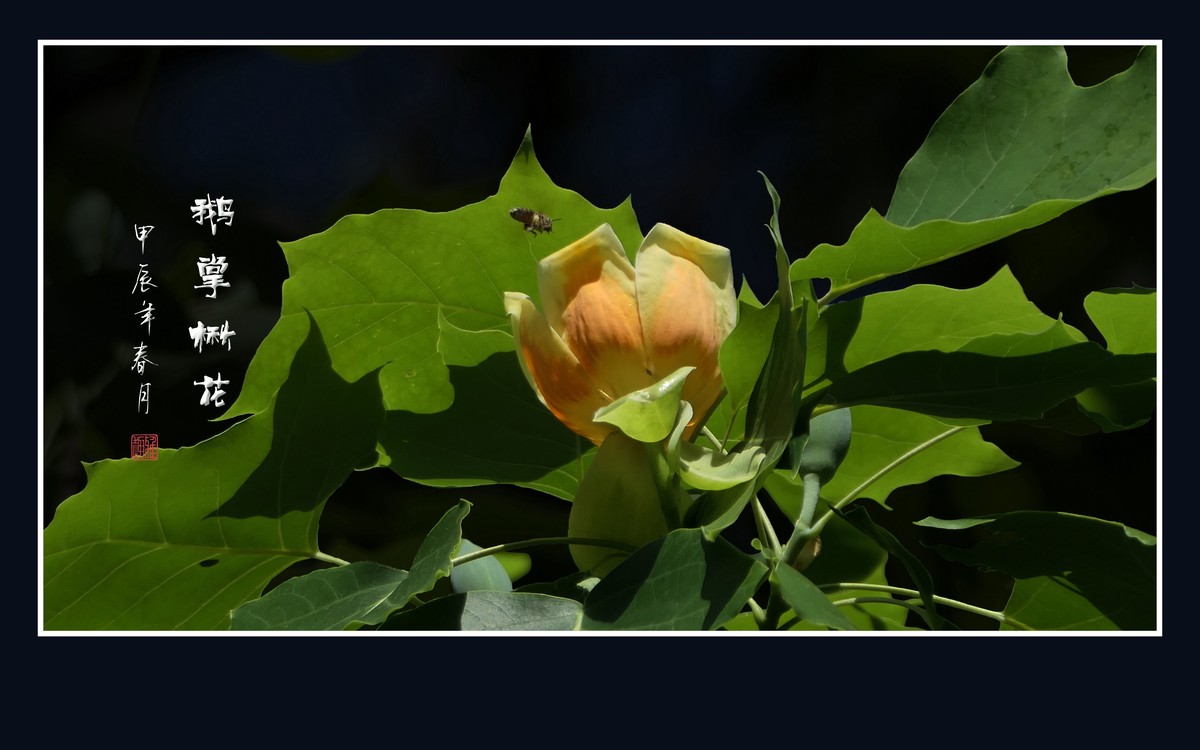 树上盛开郁金香