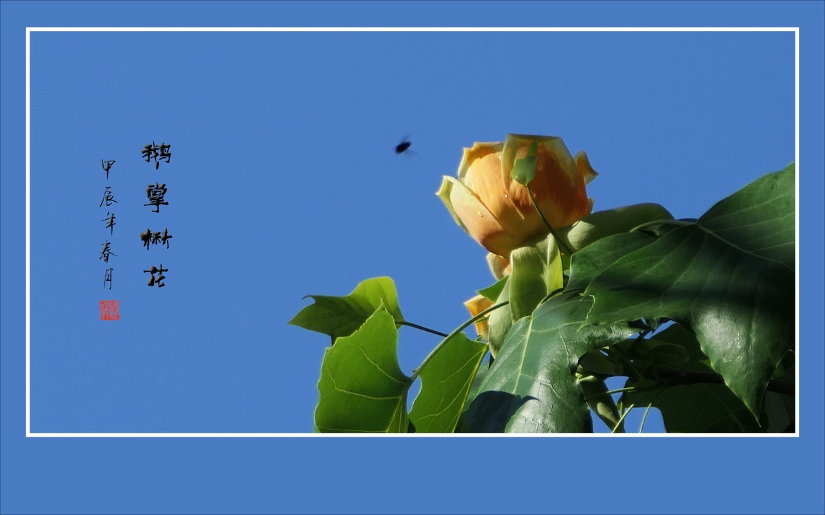 树上盛开郁金香