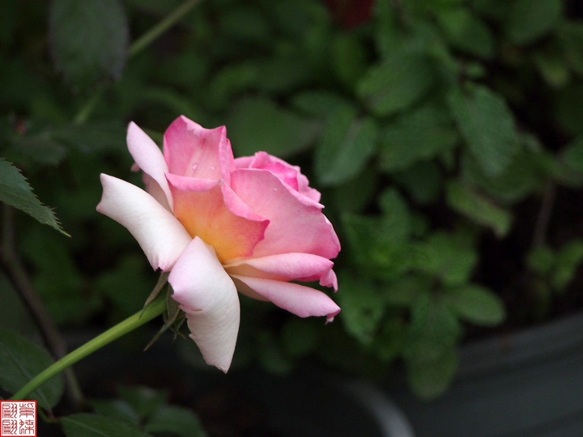 2024开放之欧月（1）