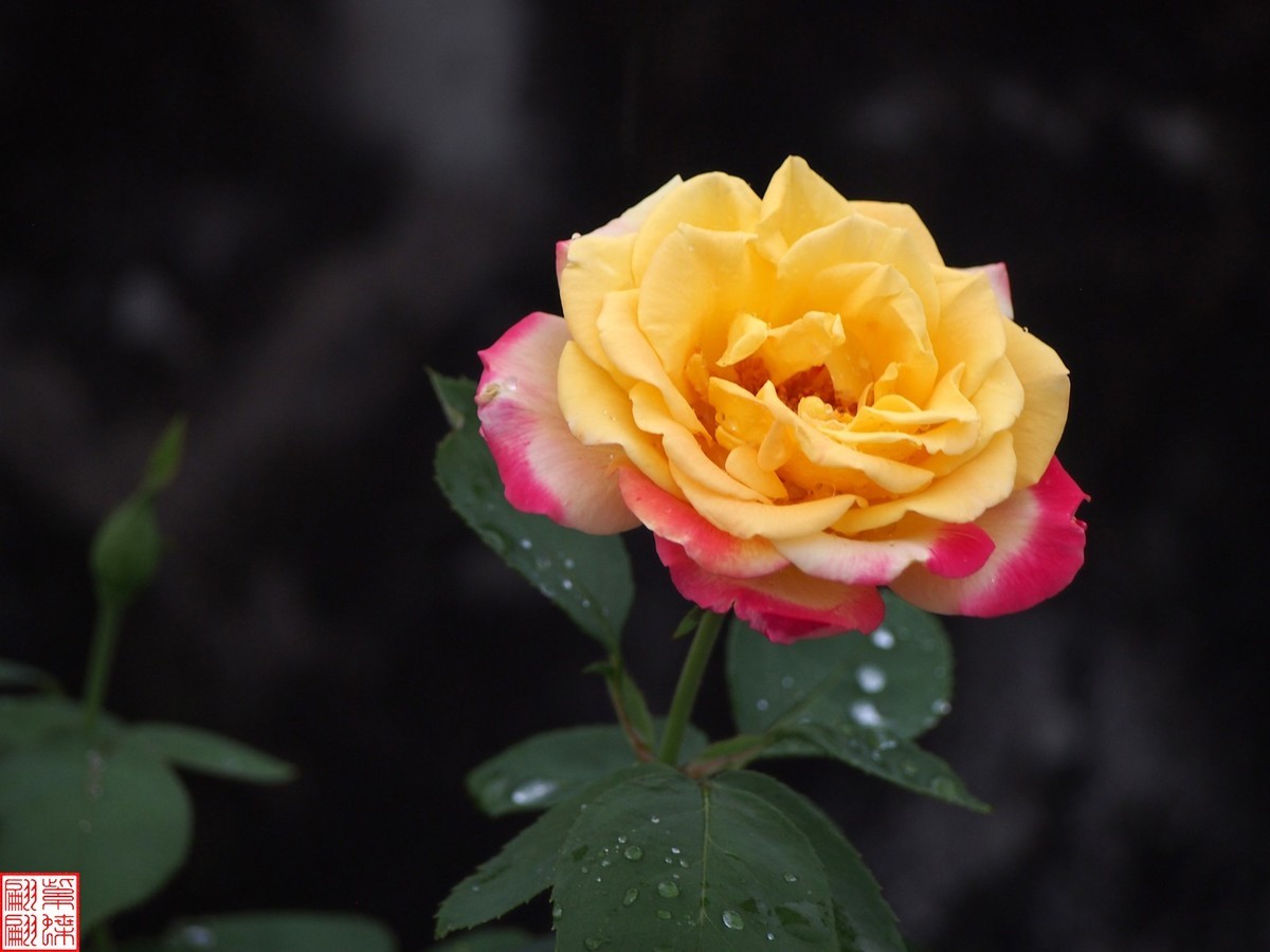 2024变色月季 （上）