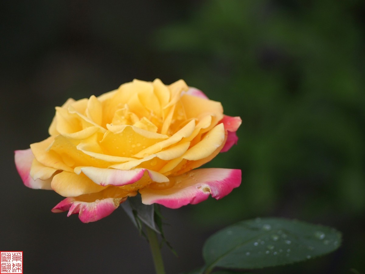 2024变色月季 （上）