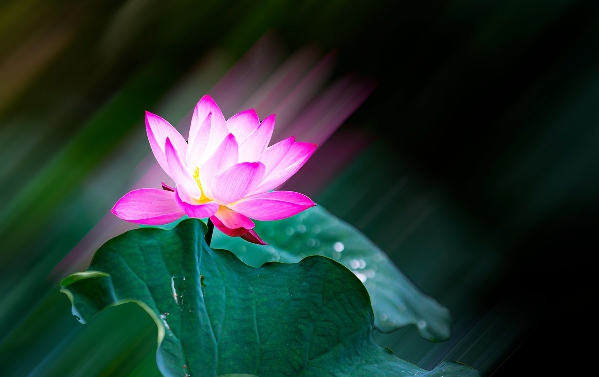 雨 后 荷 花