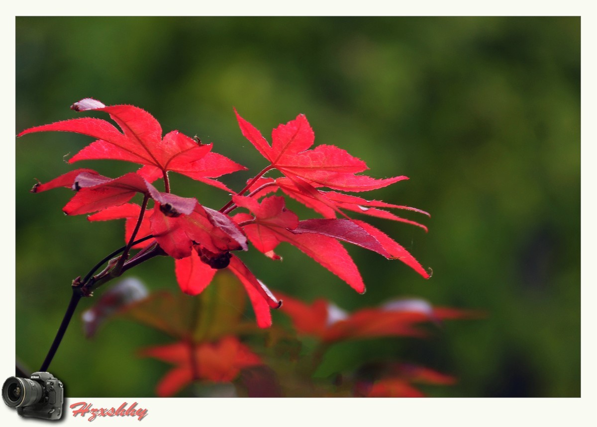 枫叶红（2024273）