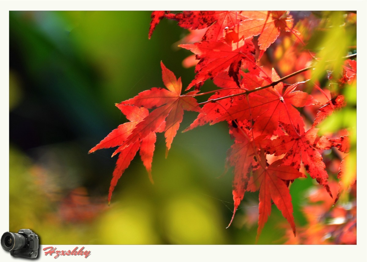 枫叶红（2024273）