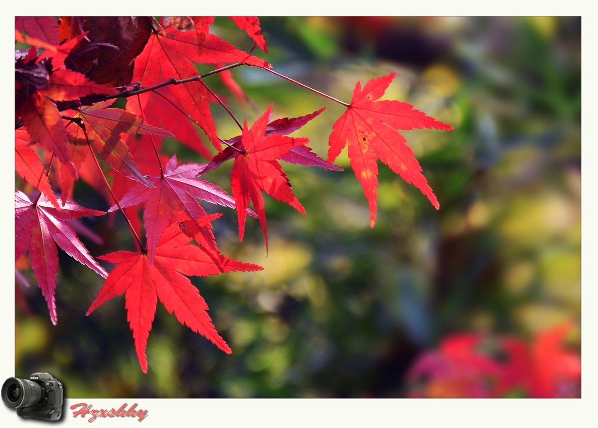 枫叶红（2024273）