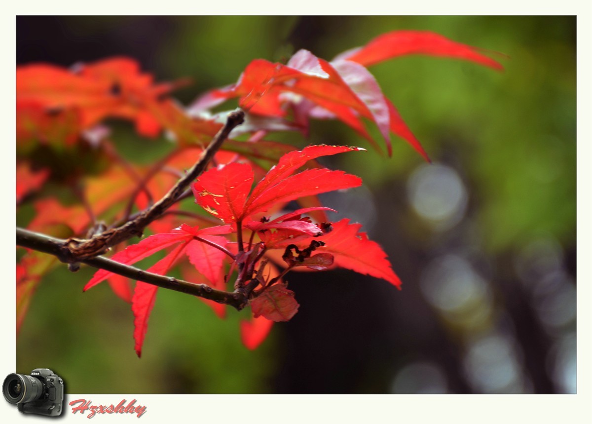 枫叶红（2024273）