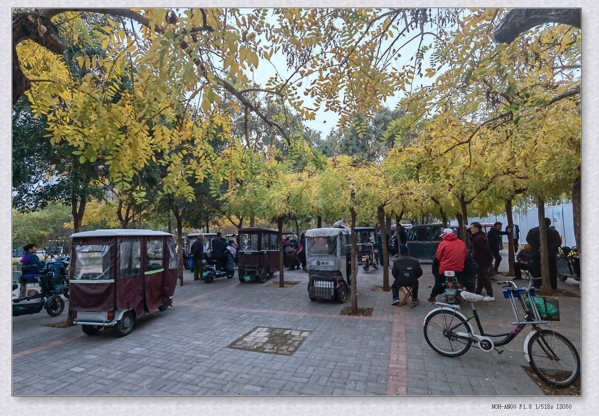 甲辰年冬拍【2024-195】