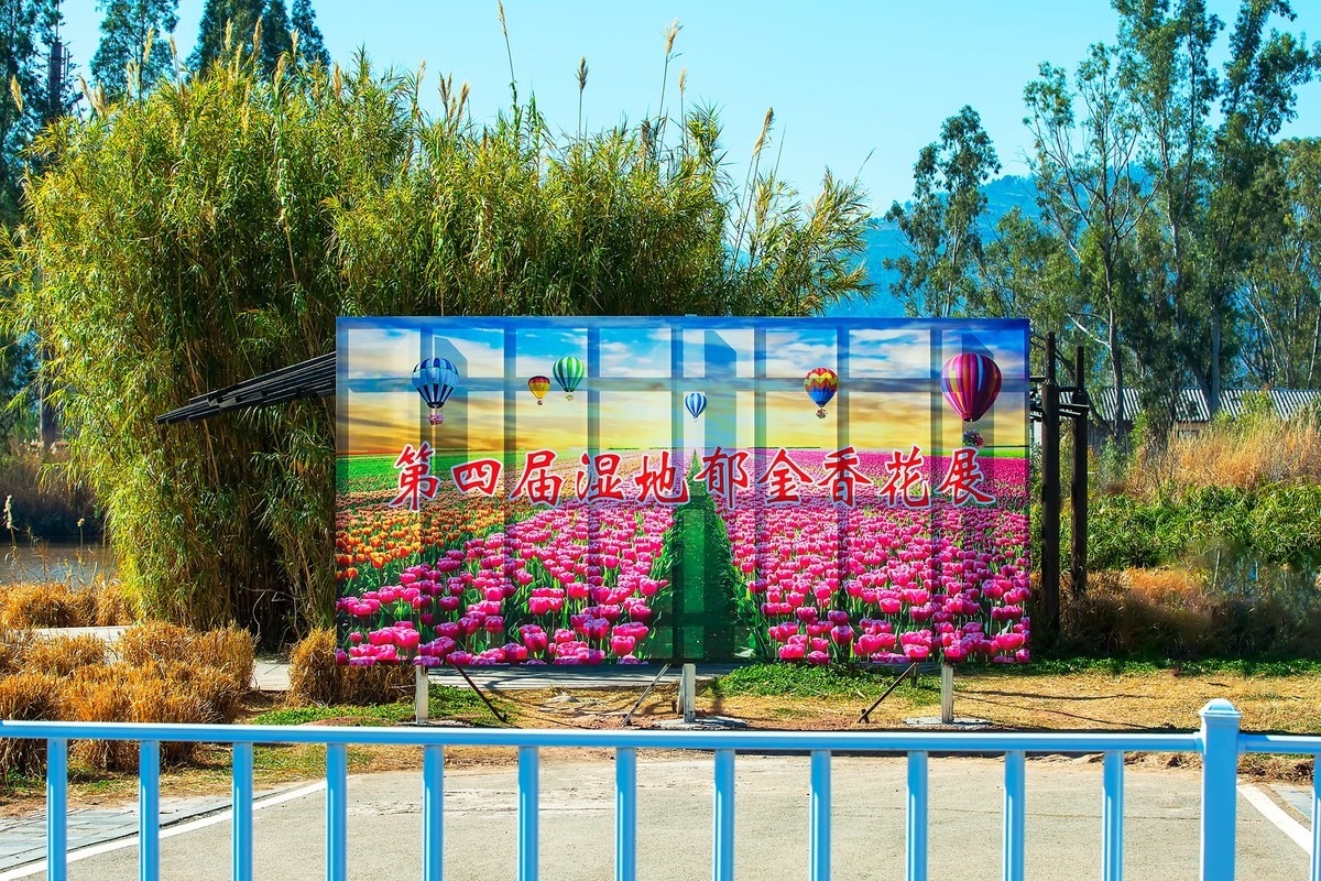 西昌邛海湿地郁金香