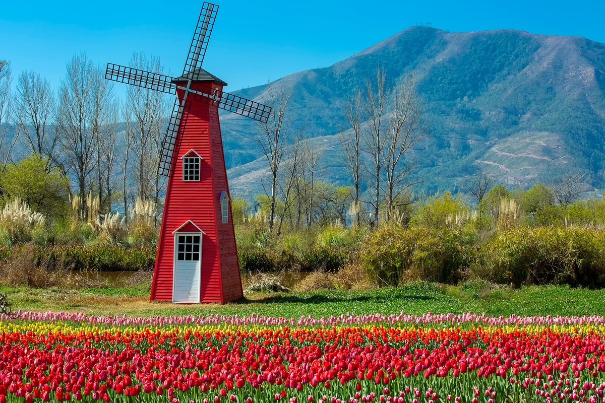 西昌邛海湿地郁金香