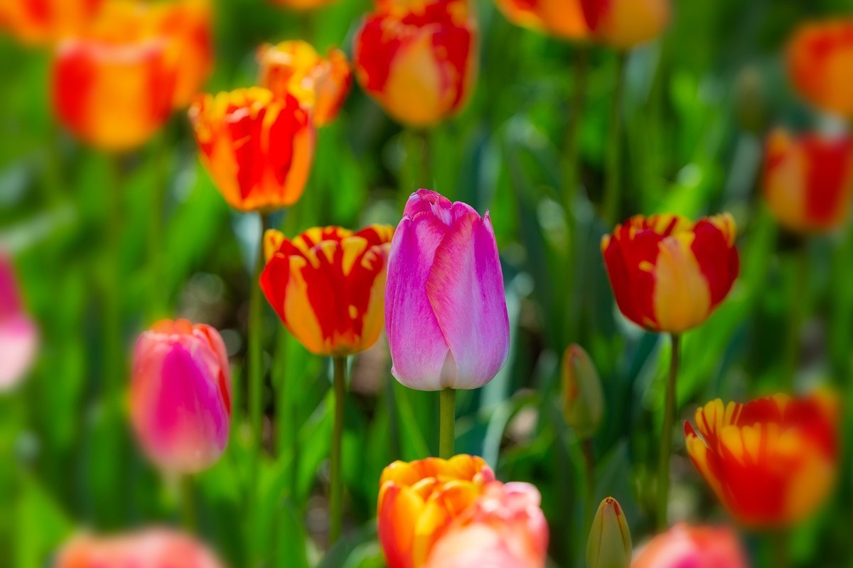 西昌邛海湿地郁金香