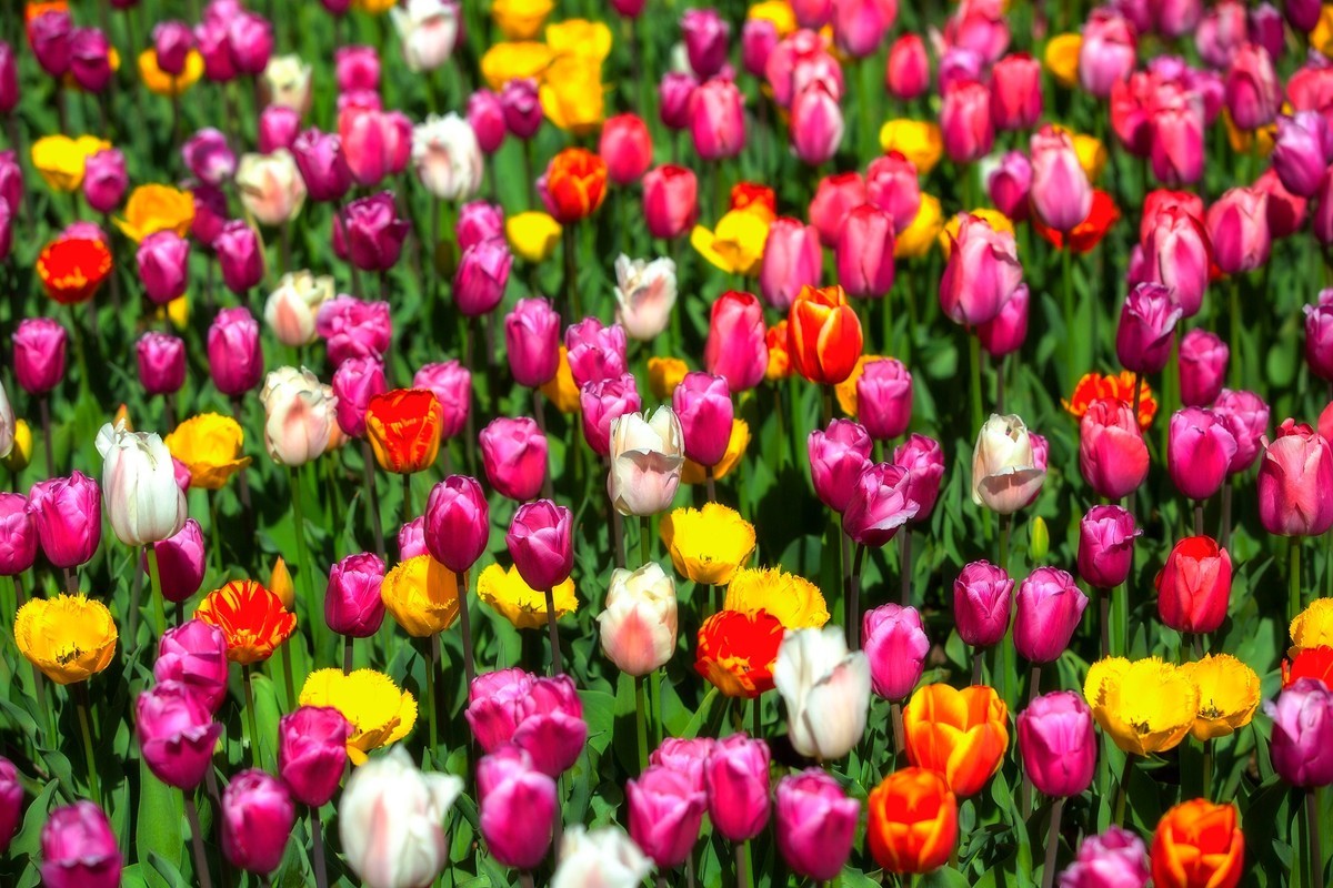 西昌邛海湿地郁金香