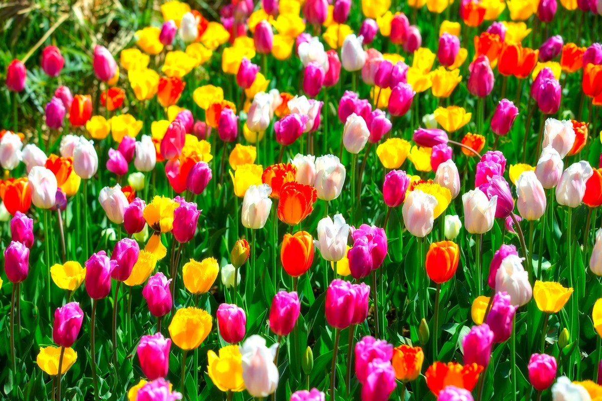 西昌邛海湿地郁金香