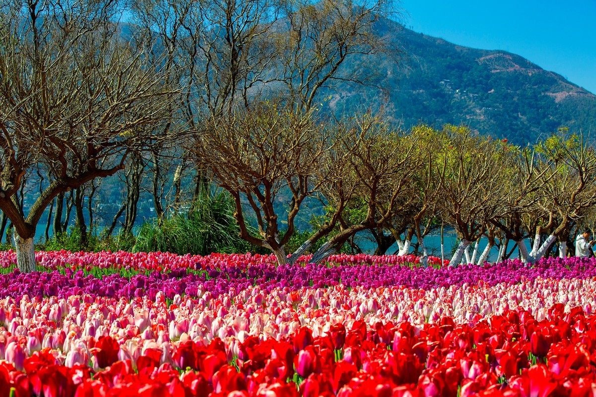 西昌邛海湿地郁金香
